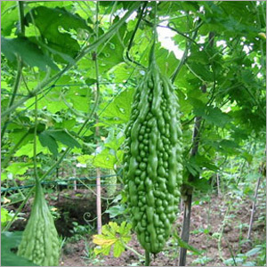 Bitter Gourd