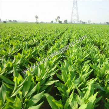 ताजी हल्दी की जड़