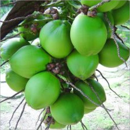 मुलायम नरियल