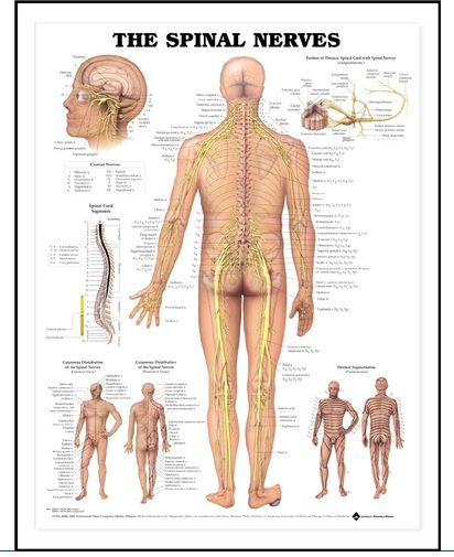 The Spinal Nerves