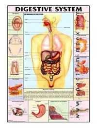 HP05S-Digestive System