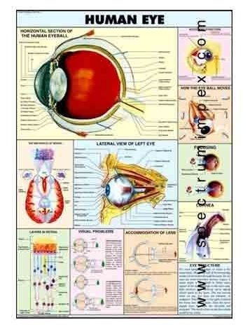 Hp06s-human Eye