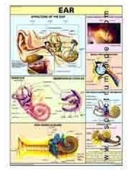 Hp07s-human Ear Charts