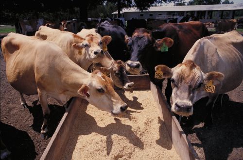 Maize Cattle Feed