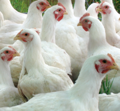 Broiler Poultry Concentrate 2.5% Application: Fodders