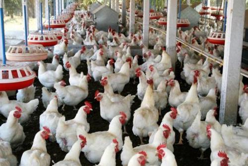 Broiler Chicken Concentrates 35% Application: Fodders