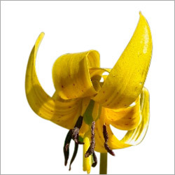 Trout Lily