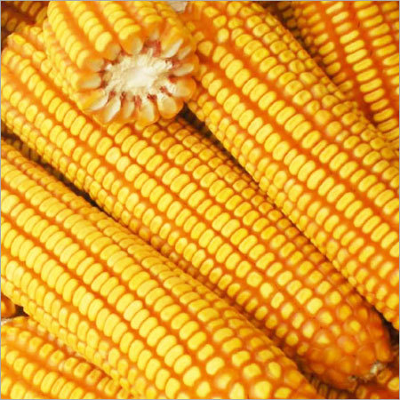 पीला मकई