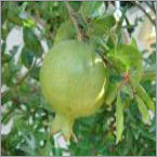 Pomgrante Fruit