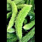 Bitter Melon Extract