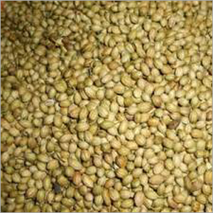 धनिया