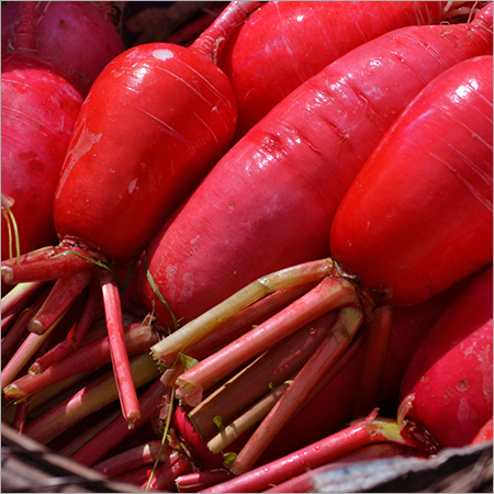 Red Radish - Conical Shape, Variable Size, Red Color | Fresh, Flavorful, Crisp Texture, Restaurant Quality