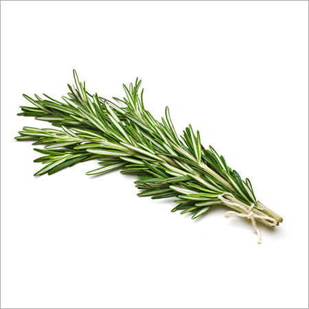 Fresh Rosemary - 15-20cm Green Bunch, Cleaned, Fresh, Delicious Taste, Refrigerated Storage