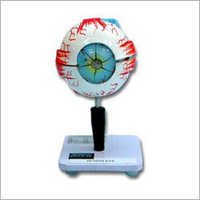 मानव आंख मॉडल