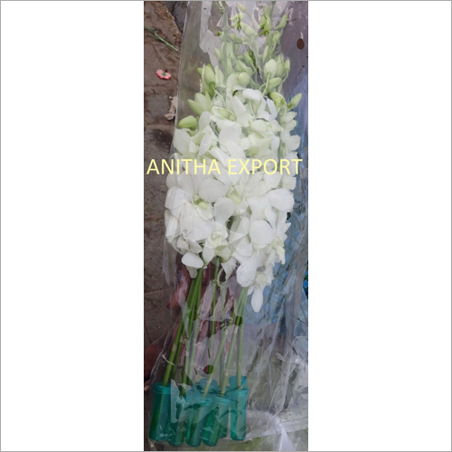 Hybridized White Orchid Flower