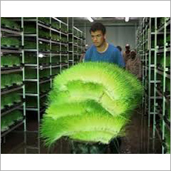 हाइड्रोपोनिक फीड सप्लीमेंट मशीन