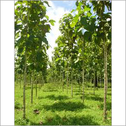 टीक का पौधा