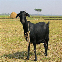 काले बंगाल बकरी