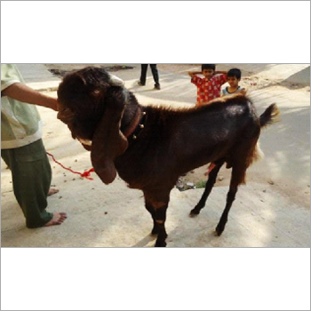जामुनापरी बकरी