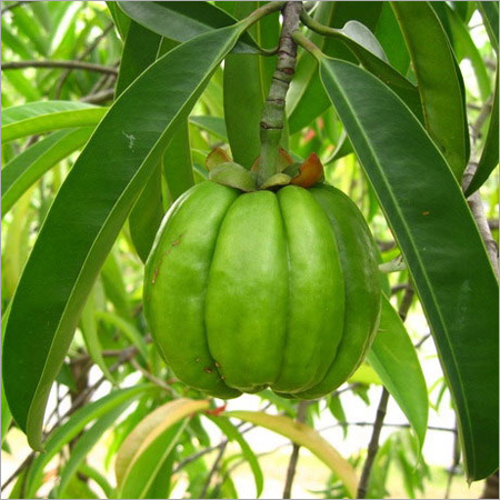 गार्सिनिया कंबोजिया अर्क