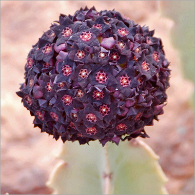 स्लिमालुमा कैरालुमा एक्सट्रैक्ट