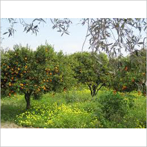 जैतून के पौधे