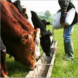 White Animal Feed