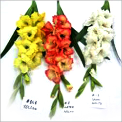 मिश्रित फूलों के गुलदस्ते