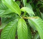 वासिका चूर्ण / गुच्छे