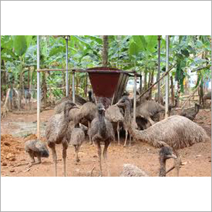 EMU पक्षियों को खाद्य देना