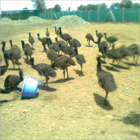 Emu Flocks