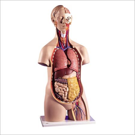 मानव धड़ मॉडल