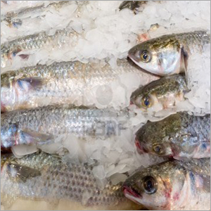 Fresh Chilled Fishes