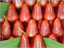 गुलाब सेब