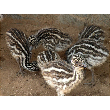 EMU पक्षी के चूजे