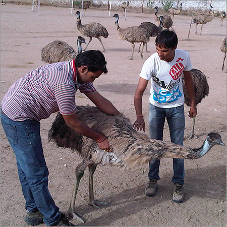 EMU निदान