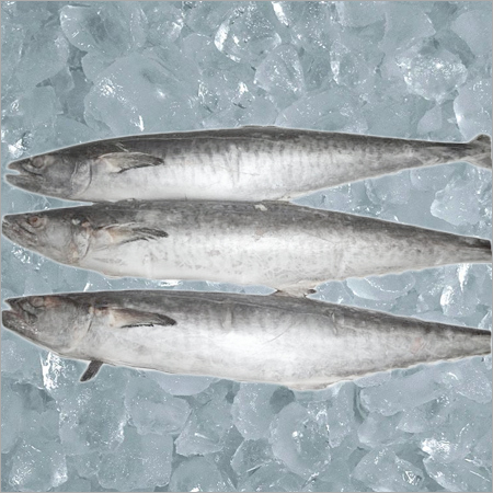 किंग फिश