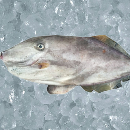 चमड़े की जैकेट मछली