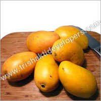 Fresh Mangoes