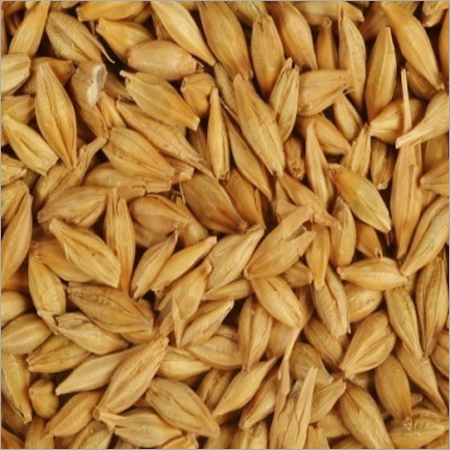 हरी जौ