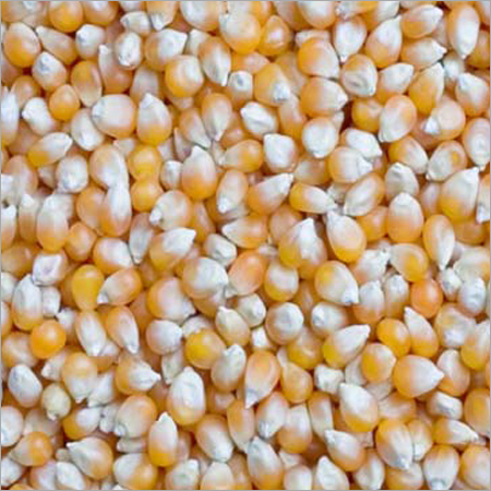 लाल मकई