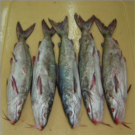 Cat Fish