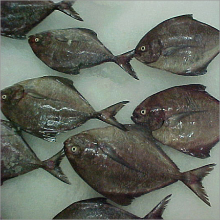 Black Pomfret