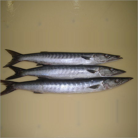 Barracuda मछली