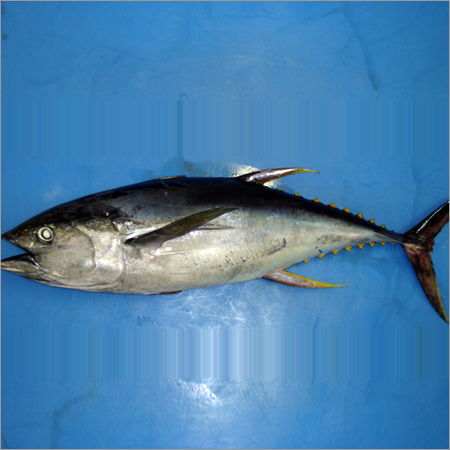 Fresh Tuna Fish