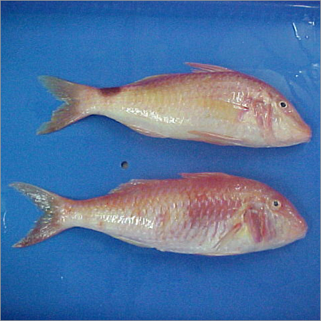 Red Mullet