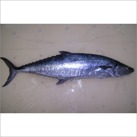 Frozen King Fish