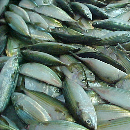 Mackerel Chilled Fish