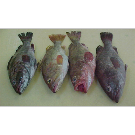 Grouper Fish