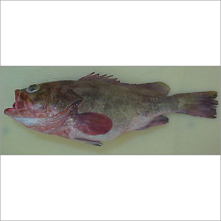 रेड बैली ग्रूपर मछली